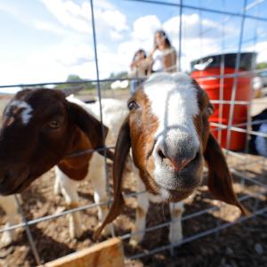 Exploring Jack-O-Lope Acres Farm During Fall