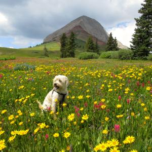 Dog in wildflowers at Engineer Mountain