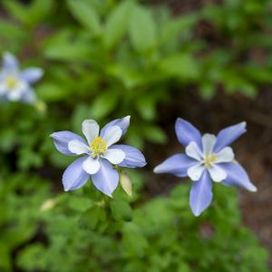 Blue Columbine Flowers, Durango, Colorado